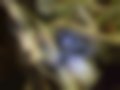 Pictures — R9 1.4