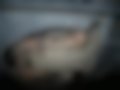 Pictures — Maverick 3.0 V6