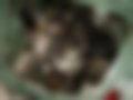 Pictures — 4CV 750