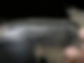 Slike — XT125R