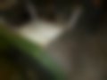 Pictures — L300 2.5 D