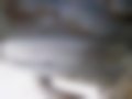 Pictures — 4Runer 2.4