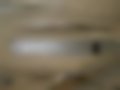 Pictures — 126P 600