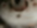 Pictures — Tipo 1.7 D
