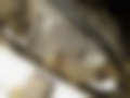Galeria — VT 125