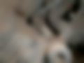 Pictures — 27.403