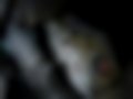 Pictures — XE 2.0