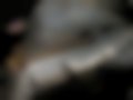Pictures — Escort V 1.3